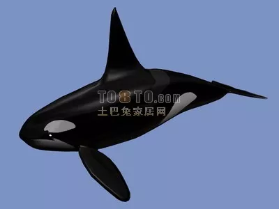 Animal Black Whale 3d model Animal Black Whale 3d model