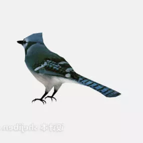 Blue Jay 3d model