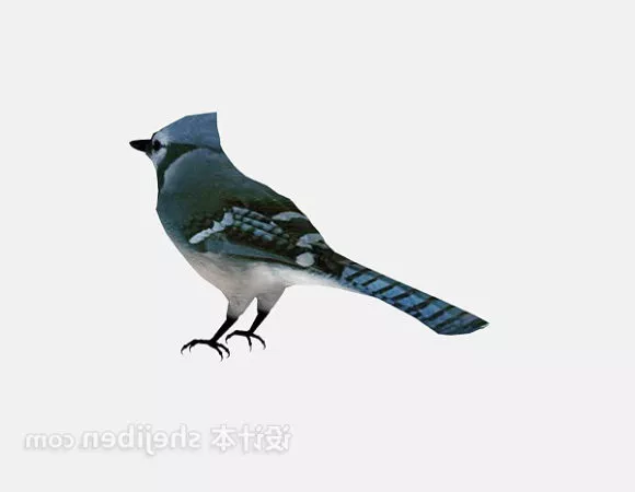 Blue Jay 3d model Blue Jay 3d model