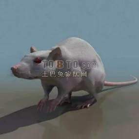 Animal Mouse Realistic 3d model