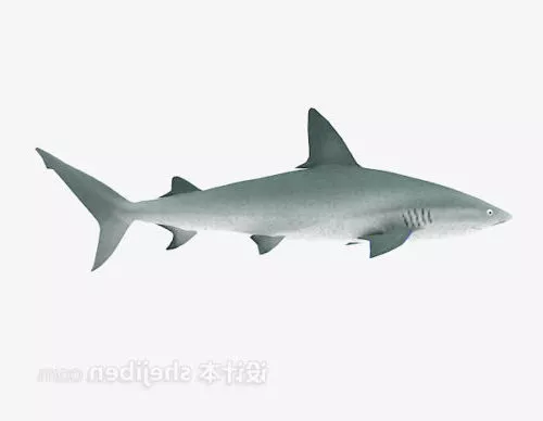 Lowpoly Shark Animal 3d model