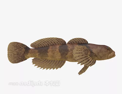 Rainbow Cichlid Fish Animated Rig 3d model