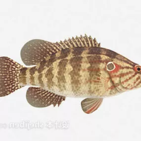 Brown Pattern Fish 3d model