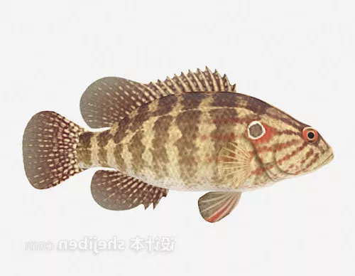 Deep Ocean Monster Fish 3d model