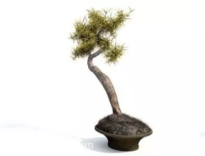Ficus 3d model