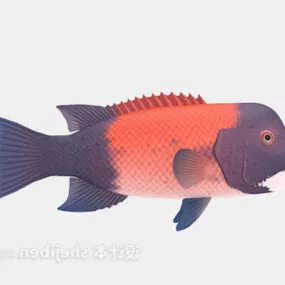 Clownfish 3d model