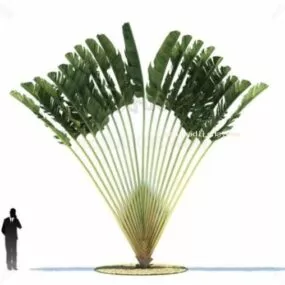 Beautiful Garden Coconut Tree 3d model