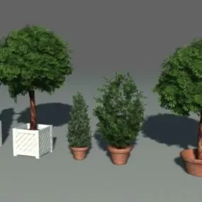 Cypress Bonsai Plant 3d model