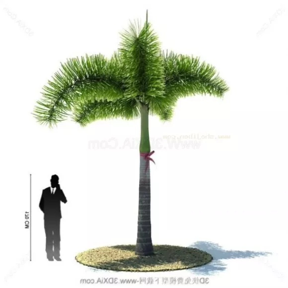 Palm Tree Plant 3d model Palm Tree Plant 3d model