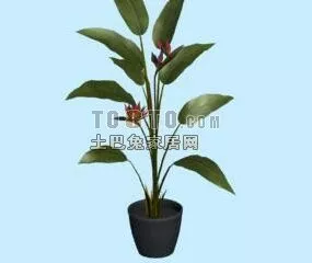 Indoor Floral Potted Big Leaf 3d model