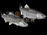 Realistic River Fish 3d model