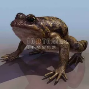 Frog Animal Realistic Style 3d model