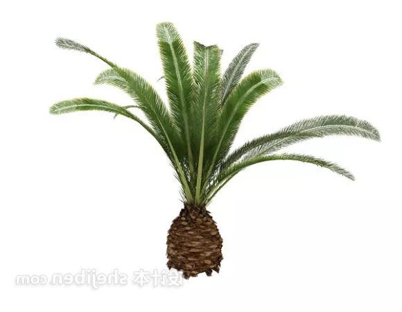 Garden Palm 3d model Garden Palm 3d model