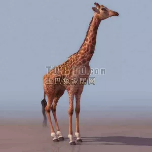 Standing Giraffe Wild Animal 3d model Standing Giraffe Wild Animal 3d model