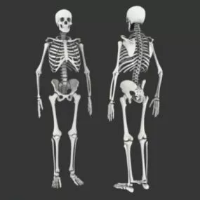Human Bones 3d model