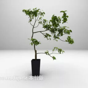 Office Indoor Plant Potted 3d model