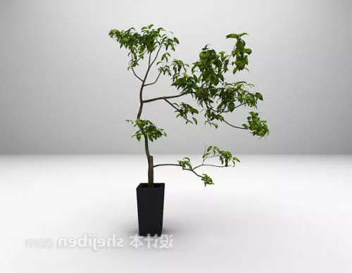 Office Indoor Plant Potted 3d model Office Indoor Plant Potted 3d model