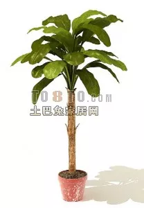 Two Tree Plant Set 3d model