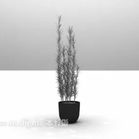 Indoor Potted Decorative 3d model