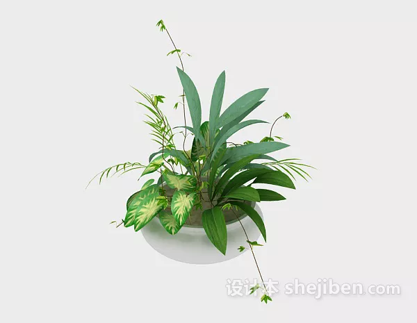 Indoor Potted Bonsai 3d model Indoor Potted Bonsai 3d model