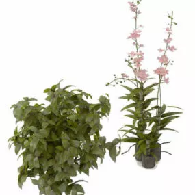 Potted Flower Bushes 3d model
