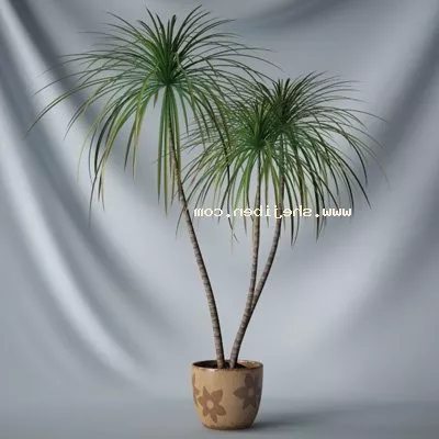 American Ash Tree 3d model