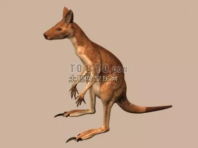 Australian Wild Kangaroo 3d model Australian Wild Kangaroo 3d model