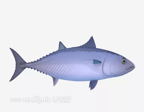 Sea Bass Fish Rigged 3d model