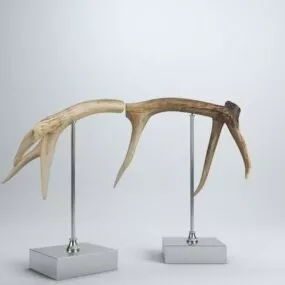 Animal Horn Decorating 3d model