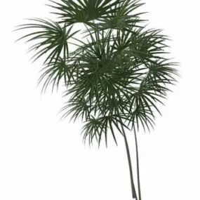 Outdoor Palm Plant 3d model