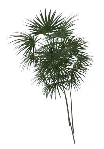 Outdoor Palm Plant 3d model Outdoor Palm Plant 3d model