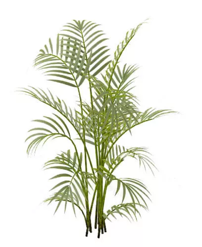 Small Potted Palm Plant 3d model