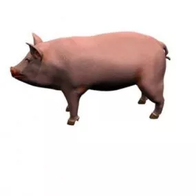 Lowpoly Pig Animal Realistic 3d model