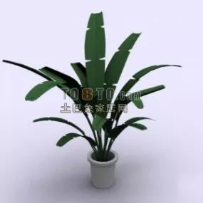 Plant Pot Banana Tree 3d model