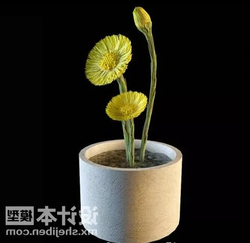 Algae 3d model