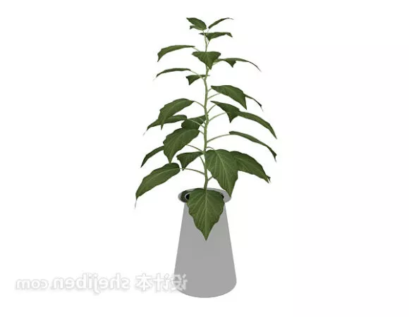 Snow Cedar Winter Tree 3d model