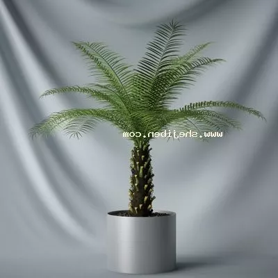 Indian Lotus Flower 3d model