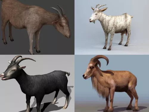 Realistic Goat 3D Models Collection