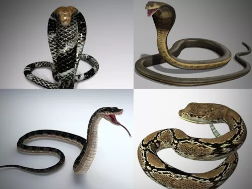 10 Realistic Snake 3D Models Collection
