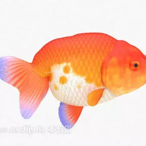 Red Goldfish Aquarium 3d model