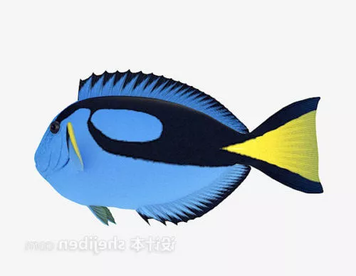 Fangtooth Fish 3d model