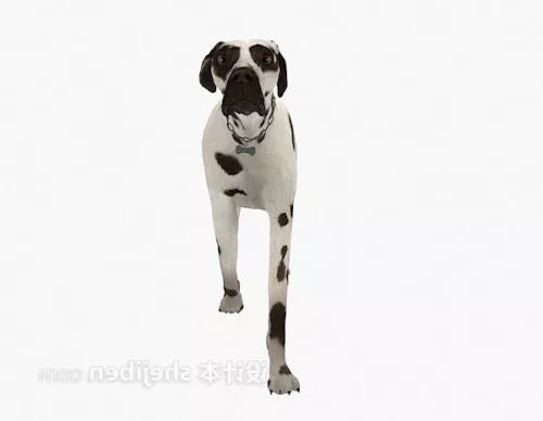 Spotted Dog 3d model Spotted Dog 3d model