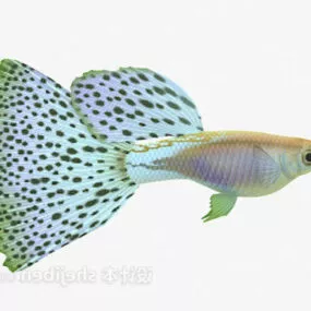 Spotted Fish Animal 3d model
