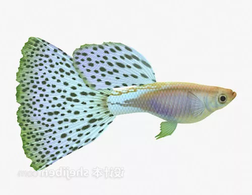 Sheephead Fish 3d model