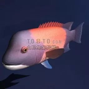 Big Head Fish Animal 3d model