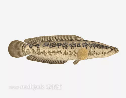 Pink Salmon Fish 3d model