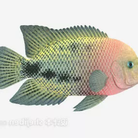 Nature Green Fish 3d model
