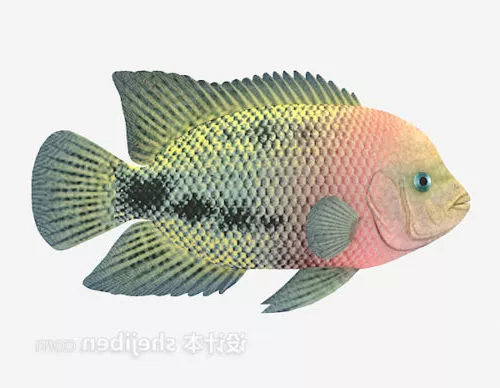 Sheephead Fish 3d model