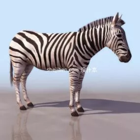 African Zebra Horse 3d model