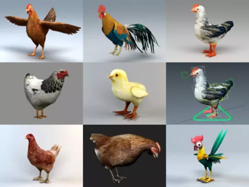 9 Realistic Chicken 3D Models Collection